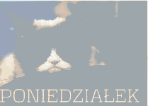 Załamany kotek w poniedziałek